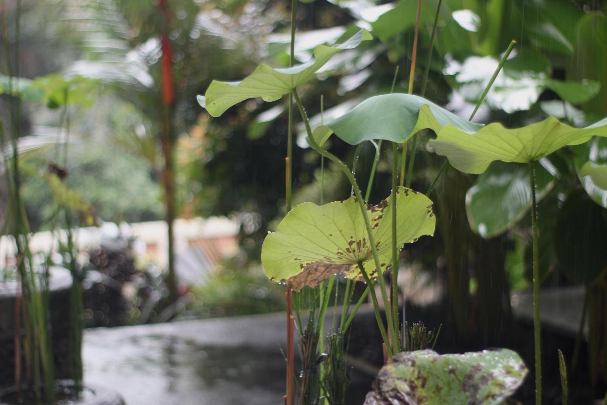 Hanaka Riverside Ubud Екстер'єр фото