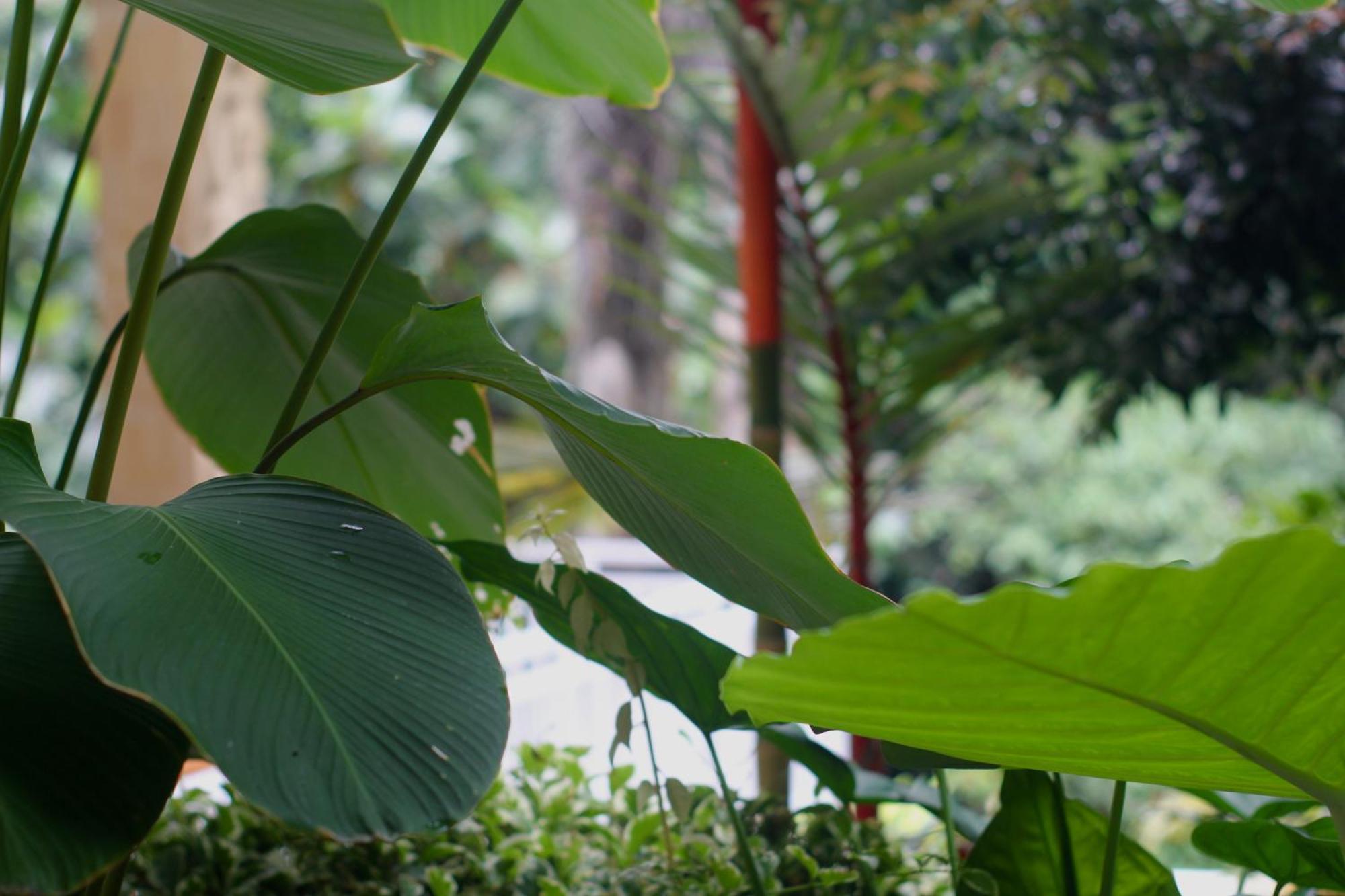 Hanaka Riverside Ubud Екстер'єр фото
